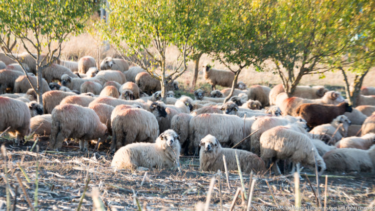 Large flock of sheep resting and grazing beneath orchard trees in a dry autumn pasture.