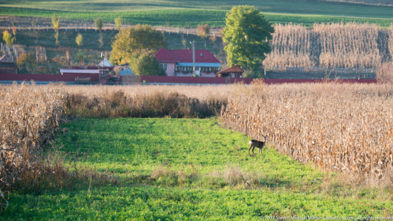 Small reddish-brown deer standing in green grass beside a dry cornfield with farms and fields beyond.