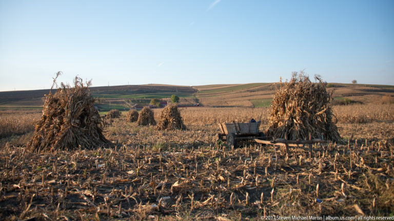 Several bundled stacks of dried corn stalks and a wooden cart spread across a harvested rolling field.