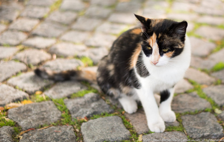 Black, orange, and white calico cat sitting on uneven cobblestones with small patches of moss and grass.