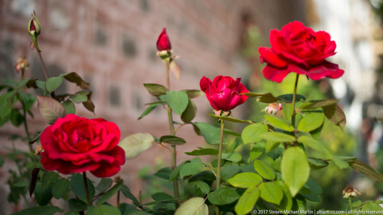 Bright red roses and buds on leafy stems against a softly blurred warm-toned masonry background.