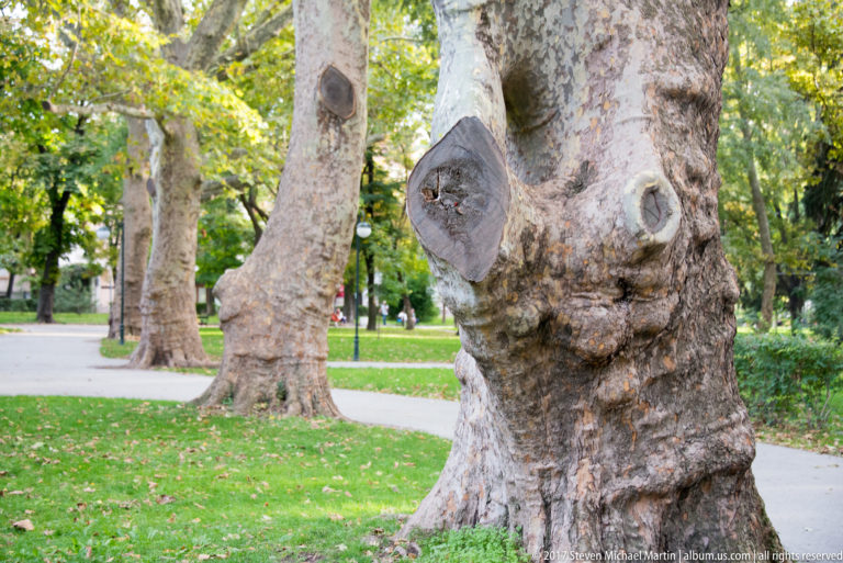 Large mottled plane tree trunks beside a curving park path, with knots, burls, grass, and leafy trees beyond.
