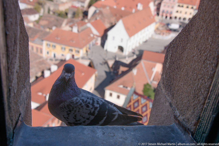 Rock pigeon perched on a stone tower ledge with Sibiu’s red rooftops blurred far below.