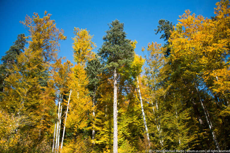 Yellow-leaved deciduous trees and dark evergreens rise against a clear blue sky in an autumn forest near Sinaia.