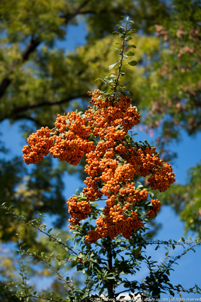 Close view of dense orange-red berry clusters on a leafy branch against a blurred outdoor background.