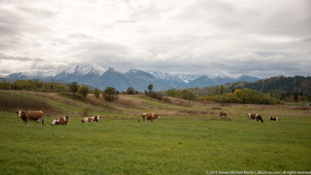 Cattle grazing across rolling green pasture with a cloud-covered Tatra mountain ridge in the distance.