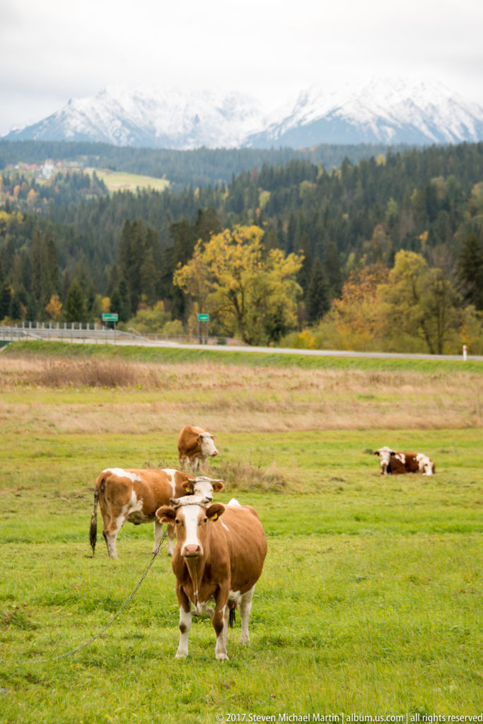 Horned brown-and-white cow tethered in a green meadow, with other cattle, autumn trees, and distant Tatra peaks.