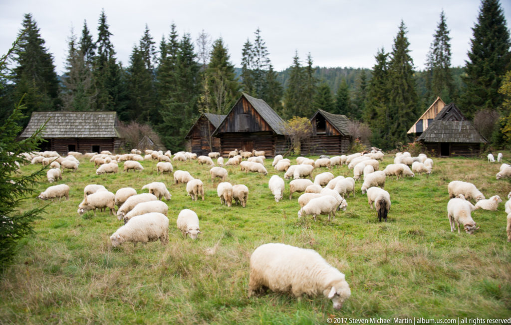 Large flock of white sheep grazing beside dark timber farm buildings at the edge of a spruce forest.