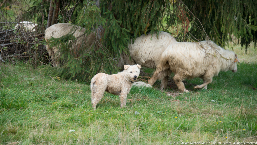 Young white lamb standing in grass while larger sheep graze beneath low conifer branches behind it.