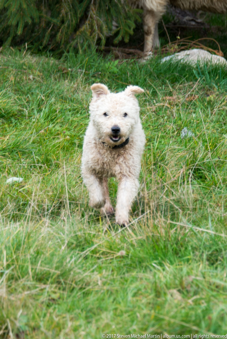 Young white lamb running toward the camera through long green grass with its front legs raised.