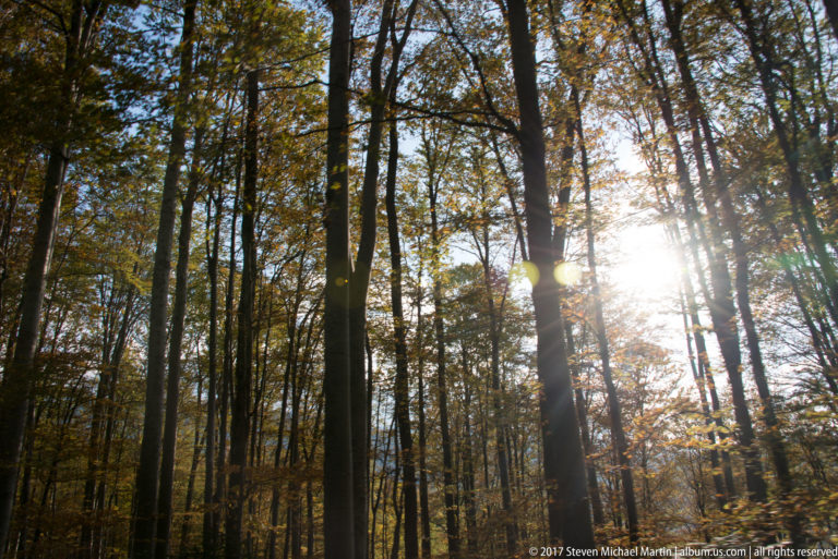 Sun shining through tall autumn deciduous trees in forest along the Transfăgărășan route.