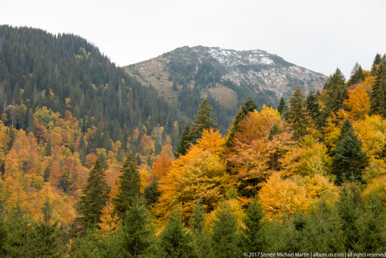 Golden autumn deciduous forest below dark conifers and a rocky mountain ridge.