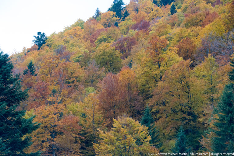 Dense hillside forest in yellow, orange, red, and green with scattered dark conifers.