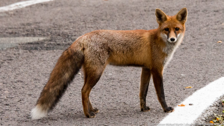Red fox standing alert on gray pavement with dark legs and a bushy white-tipped tail.