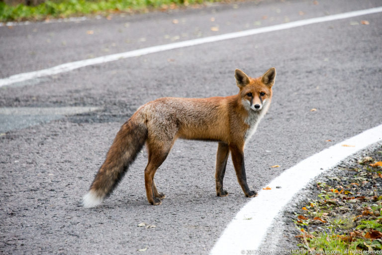 Red fox in profile beside a white road edge line, looking toward the camera.
