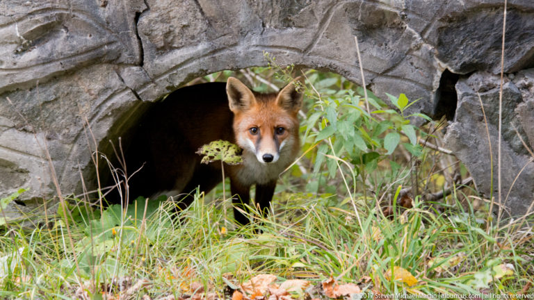 Red fox peering from a stone culvert opening among grass and leafy plants.