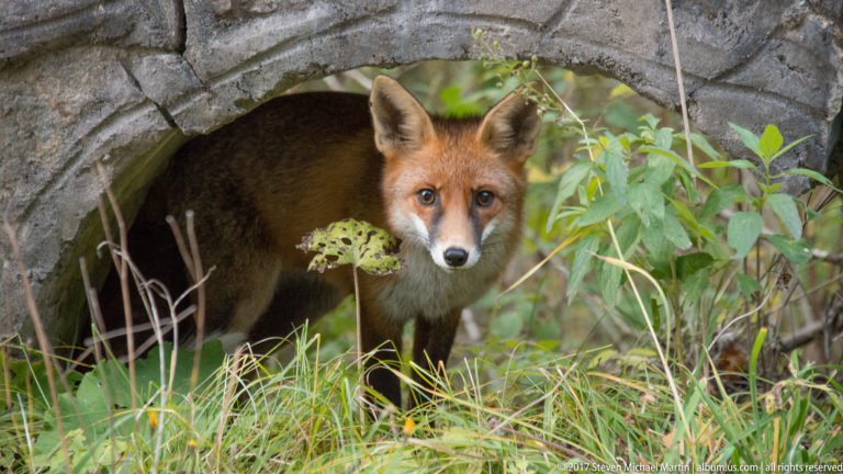 Red fox standing inside an arched stone culvert, framed by grass at the entrance.