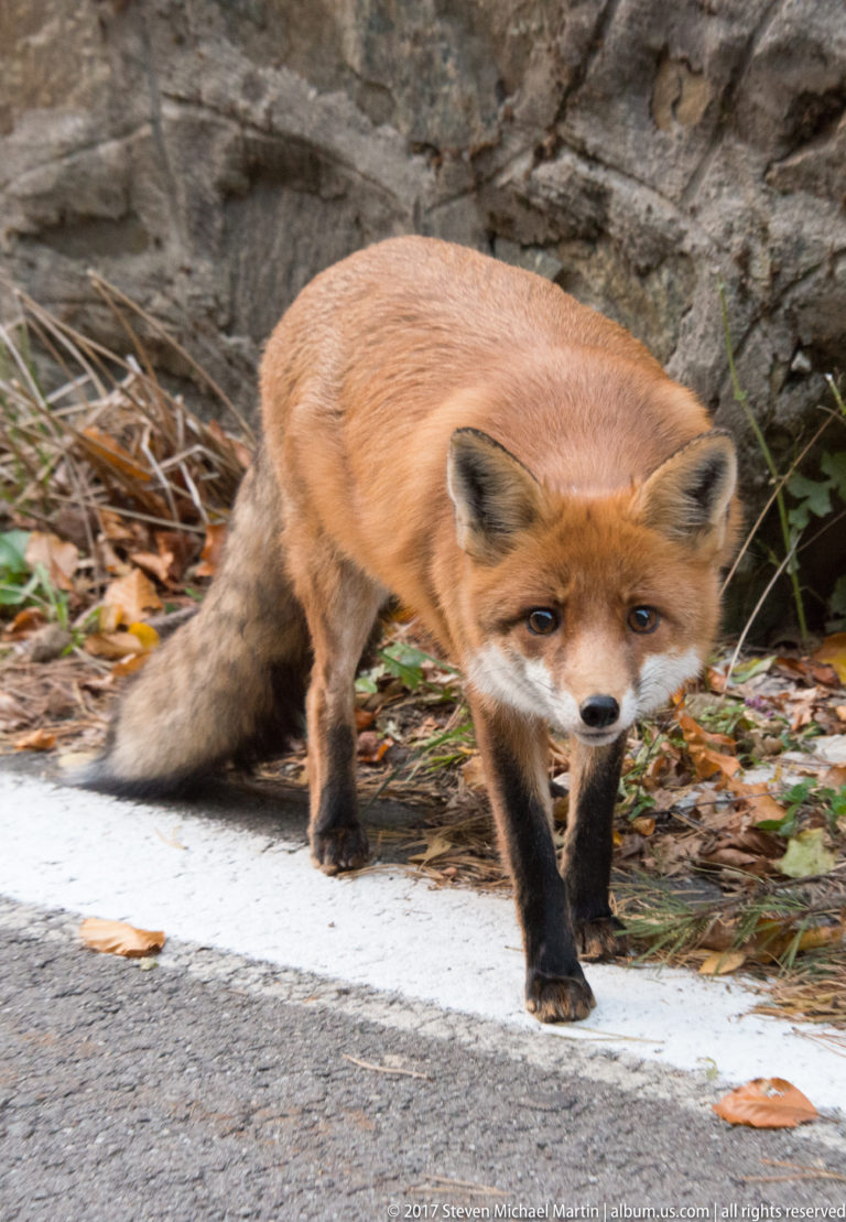 Red fox walking along a white road edge line with its tail trailing behind.