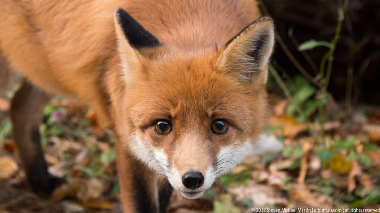 Close frontal portrait of a red fox with upright ears, amber eyes, and white muzzle.