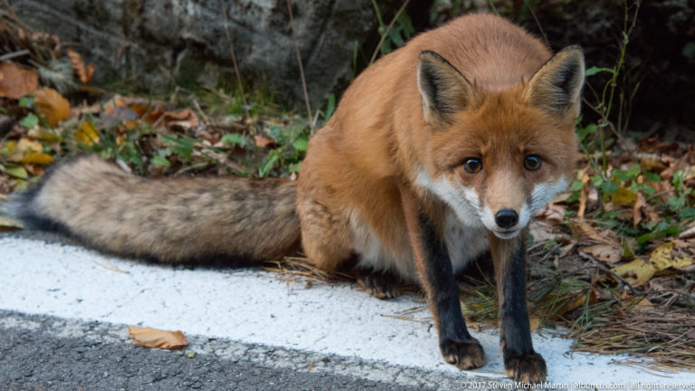 Red fox sitting beside a white road edge with its bushy tail stretched behind.