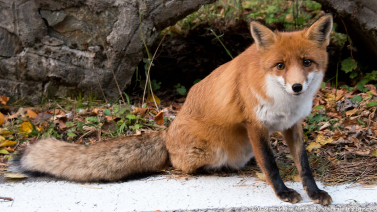 Seated red fox beside a stone culvert with white chest, black legs, and extended bushy tail.