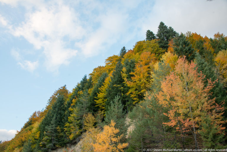 Forested mountain slope with dark conifers and yellow-orange deciduous trees beneath blue sky.