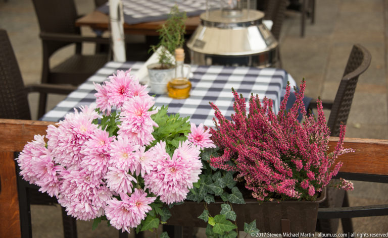 Pink chrysanthemums and magenta heather beside a checkered outdoor café table with chairs and small potted herbs.
