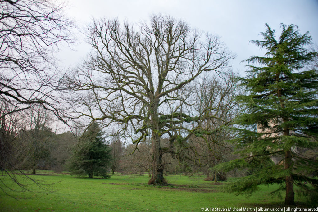 Large leafless deciduous tree standing on green lawn with evergreen trees and woodland behind it.