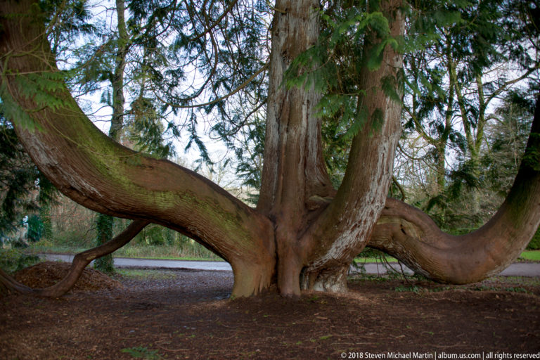 Large mature conifer with a thick trunk and enormous low horizontal branches spreading across the grounds.