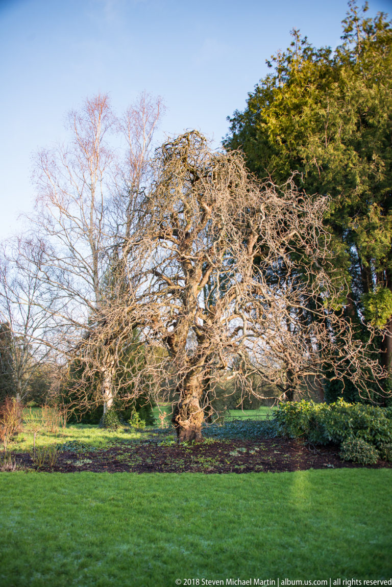 Large deciduous tree with spreading bare branches standing beside lawn and planted garden beds.