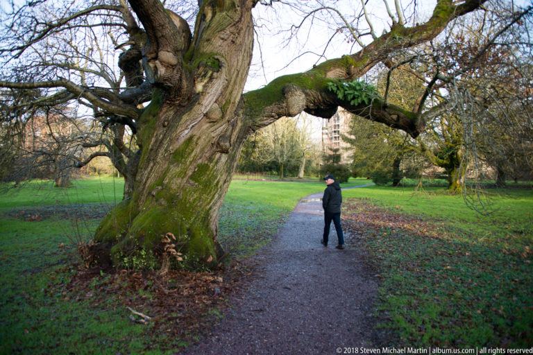 Visitor standing beside a massive mossy tree trunk and low spreading limbs along a garden path.