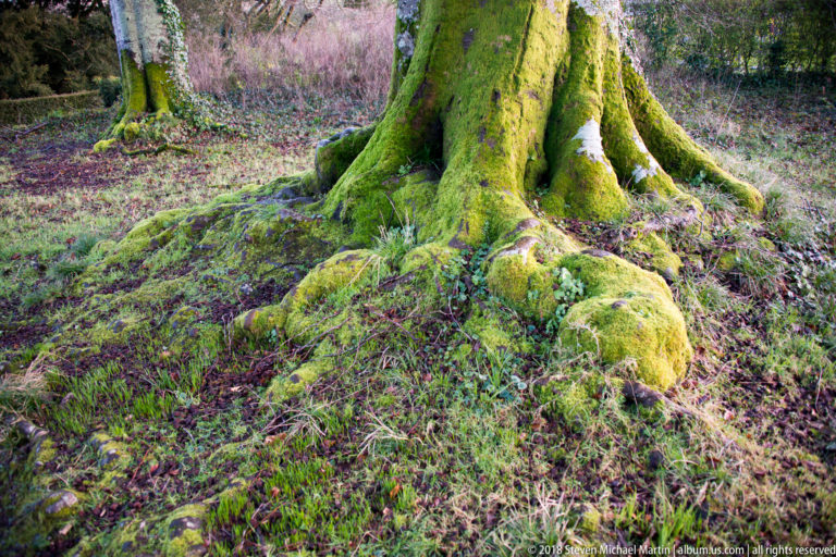 Large moss-covered roots spreading from a tree trunk across a damp, low-vegetation forest floor.