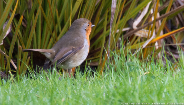 European robin with orange face and breast standing in grass beside tall green and brown leaves.