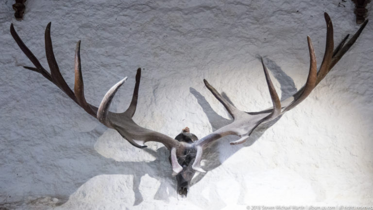 Mounted deer head with large branching antlers casting shadows on a whitewashed wall.