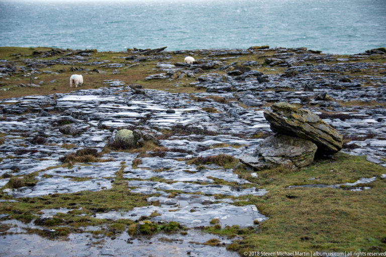 Two distant white sheep grazing across wet limestone pavement with scattered rocks, grass, and Atlantic water beyond.