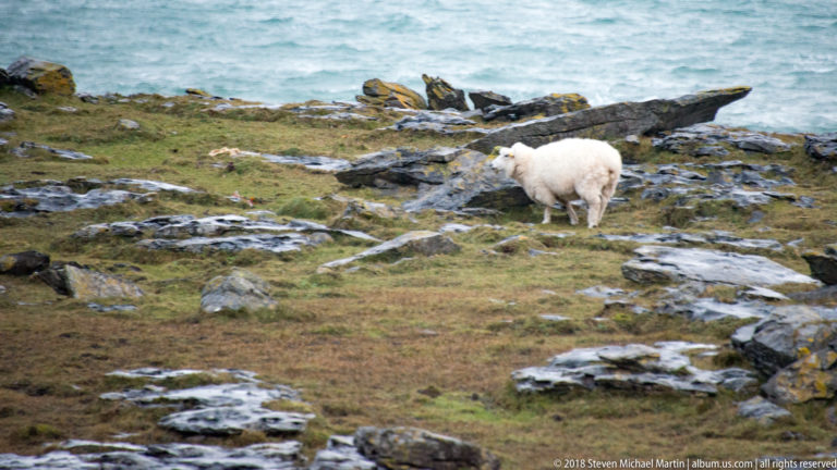 White sheep standing among exposed limestone slabs on coastal pasture with pale blue Atlantic water beyond.