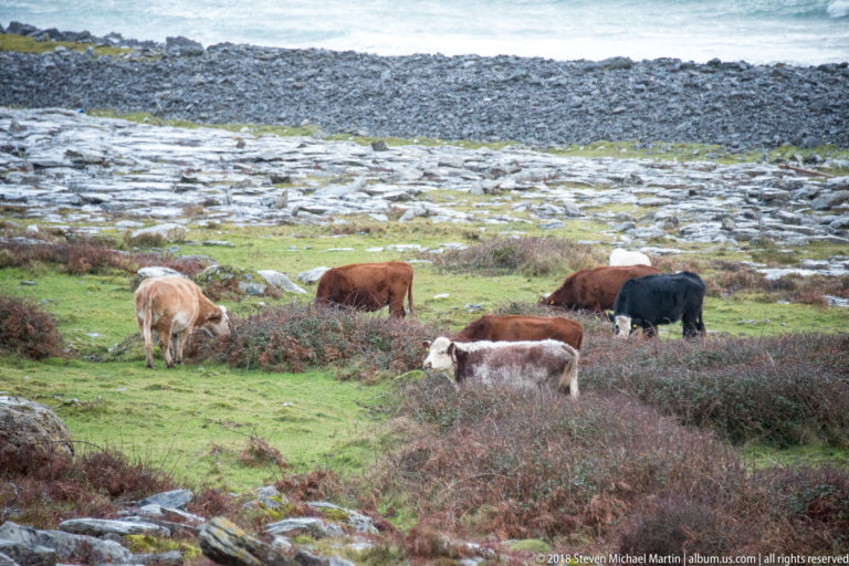 Mixed brown, black, and piebald cattle grazing in a green pasture bordered by scrub and exposed limestone pavement.