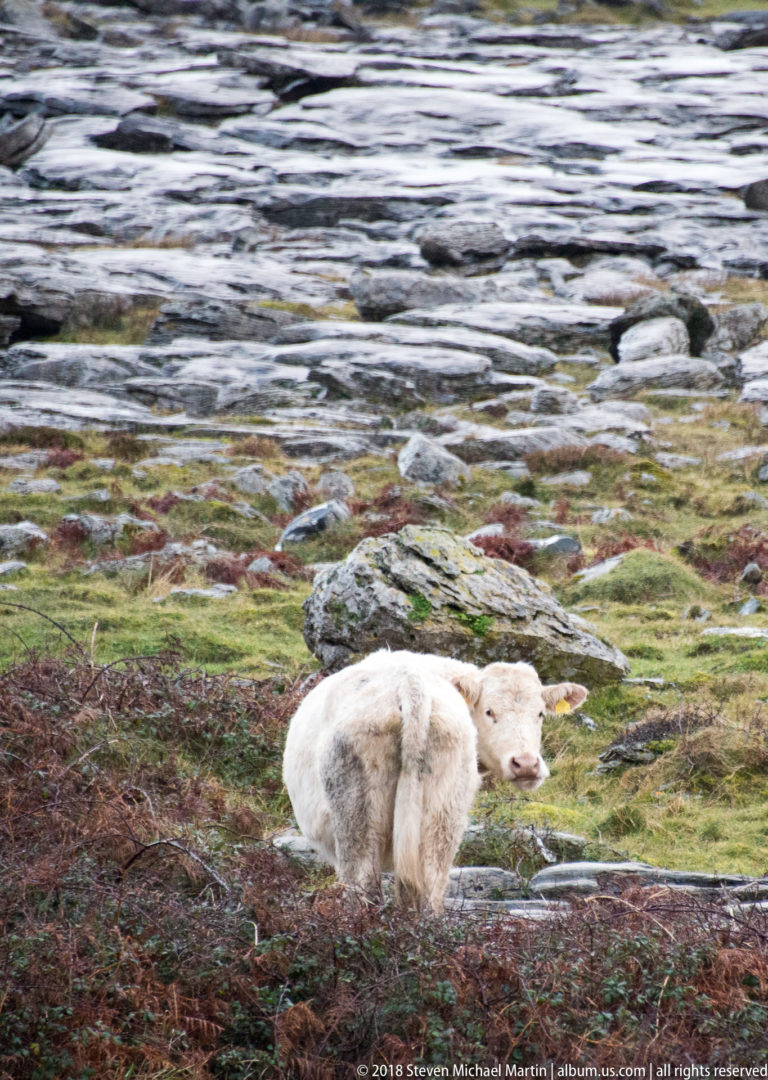 White sheep grazing with head down among brown bracken, short grass, and pale limestone slabs.