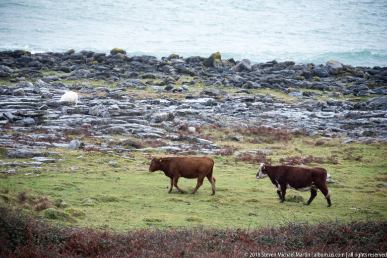 Two brown cattle walking left to right across green pasture surrounded by pale limestone and dark coastal rocks.