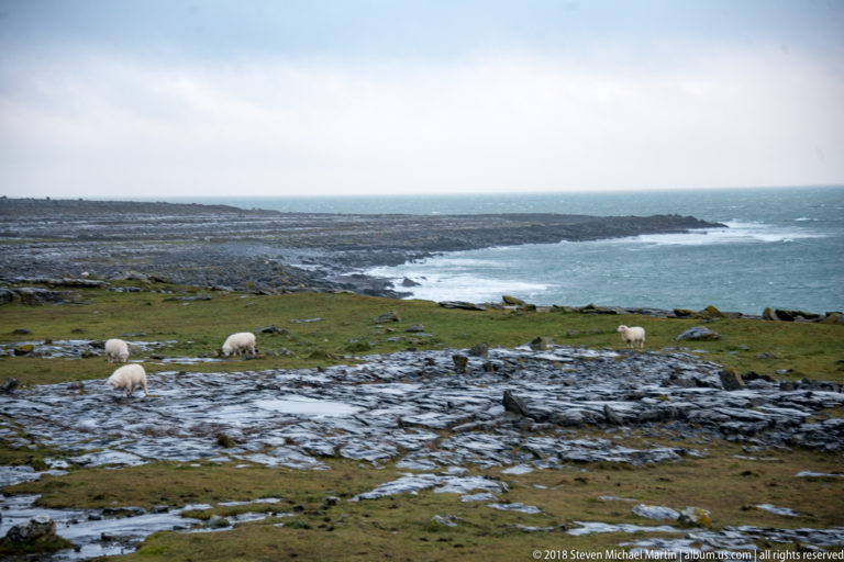 Several sheep grazing on limestone pasture above a rocky Atlantic shoreline with surf breaking beyond.