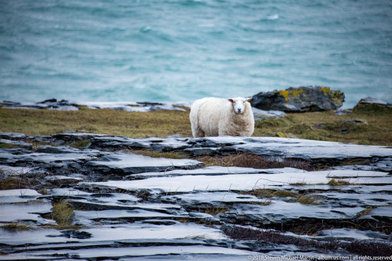 White sheep facing forward on wet limestone pavement, with a dark rock and turquoise Atlantic water behind.