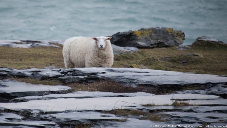 White sheep facing the camera behind a pale limestone shelf, with a dark coastal rock and sea in the background.
