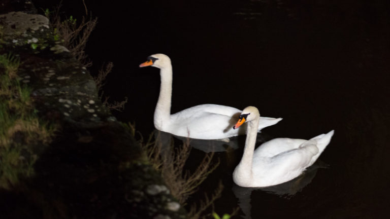 Two white mute swans with orange bills floating together on dark water at night.
