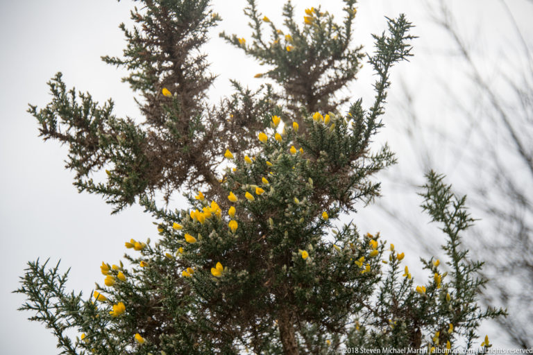 Spiny green gorse shrub with numerous bright yellow flowers against a pale blurred background.