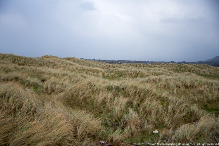 Pale coarse grasses bent in one direction by strong wind beneath a gray-blue sky.