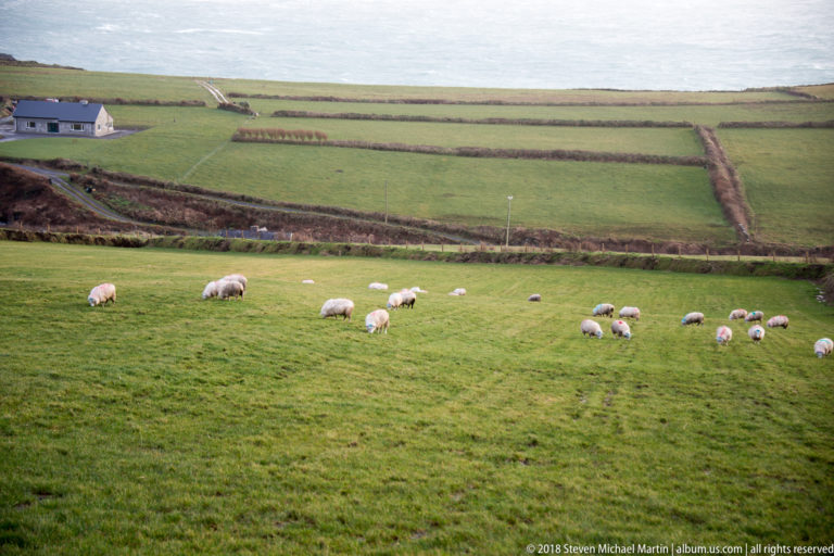 White sheep grazing across a bright green field bordered by dark hedges and neighboring pasture.