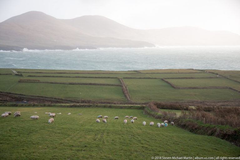 Sheep graze in green coastal fields below a bright hazy bay and mountain.