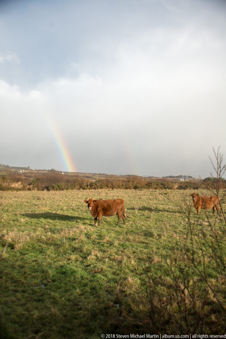 Brown cattle moving across green pasture beneath a low rainbow and gray rain cloud.