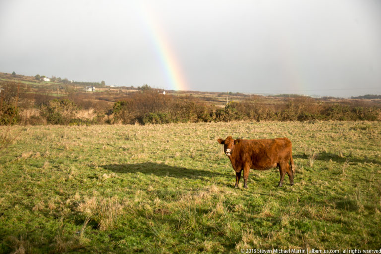 Single brown cow standing in green pasture with a bright rainbow segment descending behind.