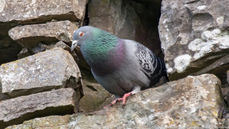 Blue-gray rock pigeon with iridescent green and purple neck perched among broken stones in the castle ruins.